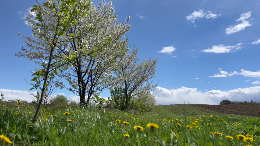 Flowering tree in the field, many white flowers on the tree. Spring flowering.