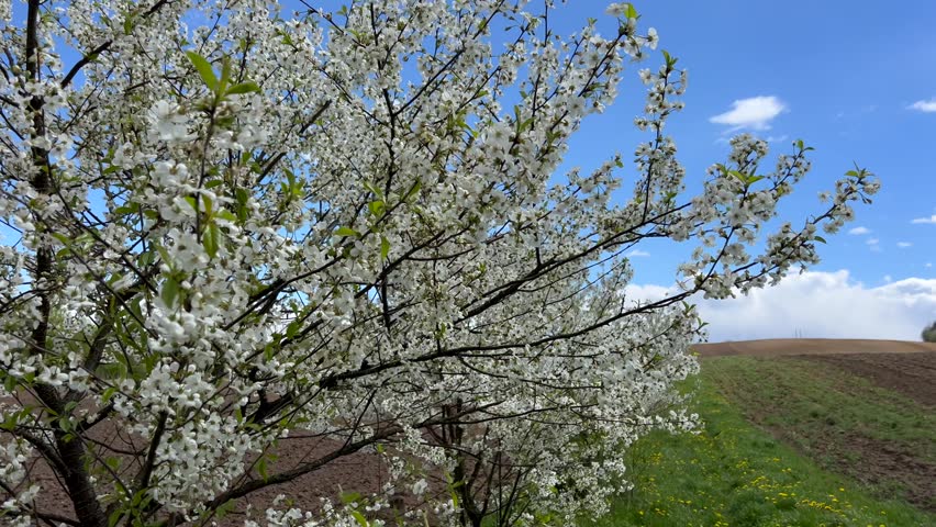 Flowering tree in the field, many white flowers on the tree. Spring flowering.