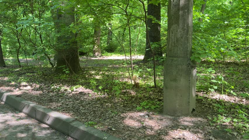 Red squirrel running on ground and climbing trees