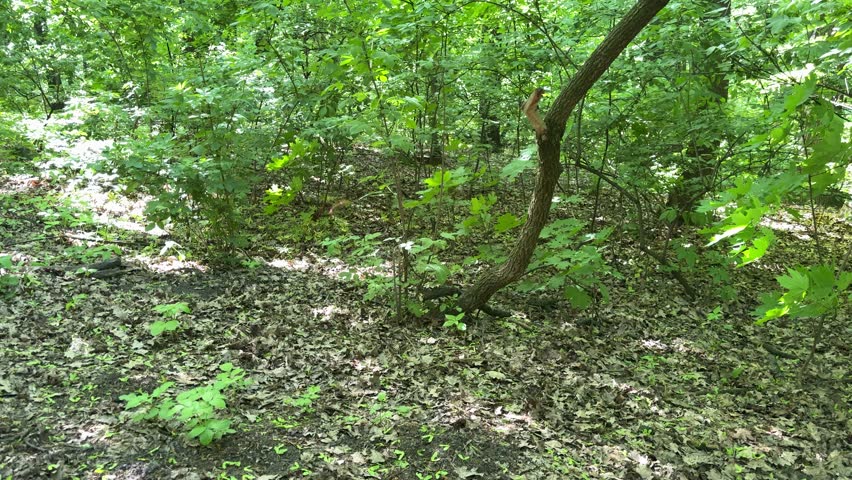 Red squirrel running on ground and climbing trees