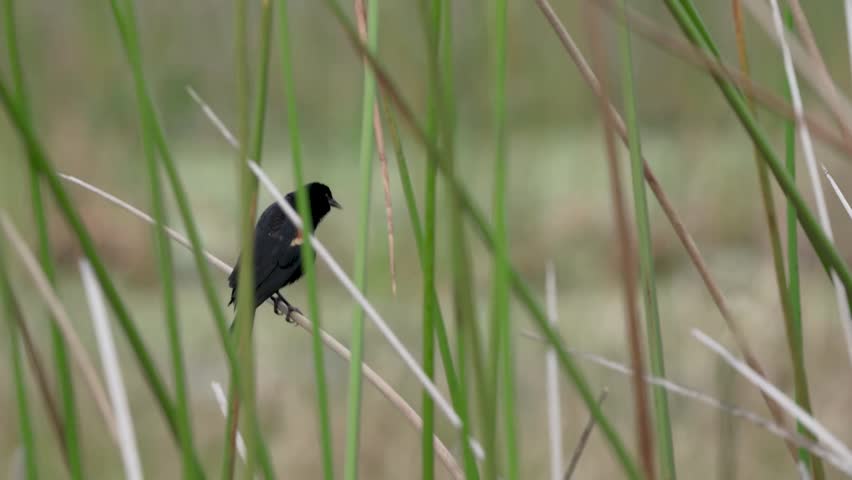 Close-up footage of a red-winged blackbird in its natural habitat, showcasing distinctive calling behavior and detailed bird features in crisp 4K resolution.