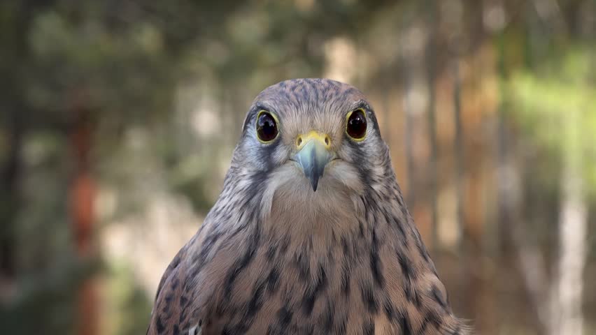 Little spanish falcon close up. High quality 4k footage