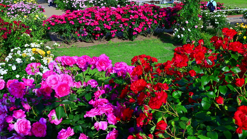 A rose garden in full bloom