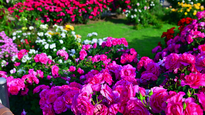 A rose garden in full bloom