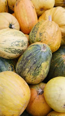 Pile of colorful striped gourds and pumpkins, harvest produce, autumn display