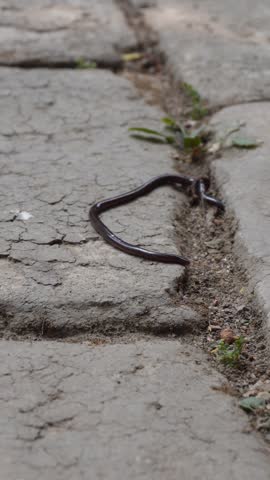 Earthworm Crawling on Cracked Pavement