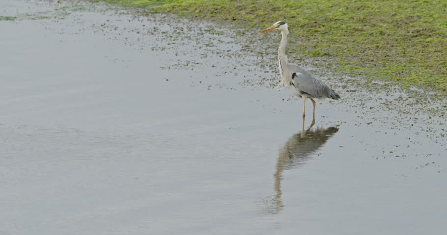 Solitary grey heron standing patiently in the shallow water of a marsh. The elegant wading bird is looking for prey in its natural habitat