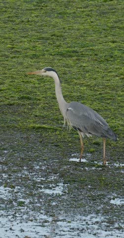 Majestic grey heron walking cautiously through a muddy, algae covered marshland. The elegant wading bird is carefully hunting for prey
