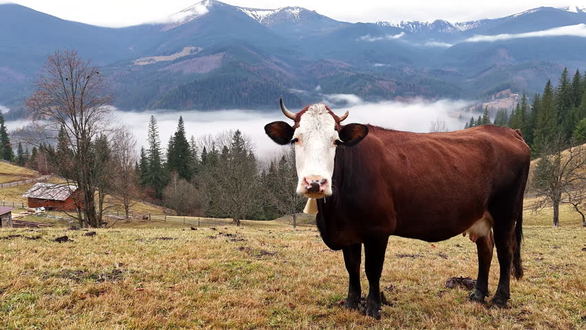 Cow Standing On Mountain Pasture In The Carpathians, scenic rural video frame with foggy valley, forests and snowy peaks