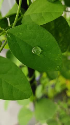 a drop of water on a green leaf in the yard in the afternoon