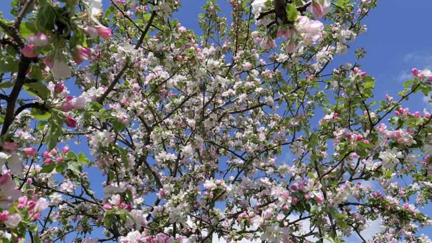 Branches of blooming pink apple tree with buds and flowers in spring orchard.

