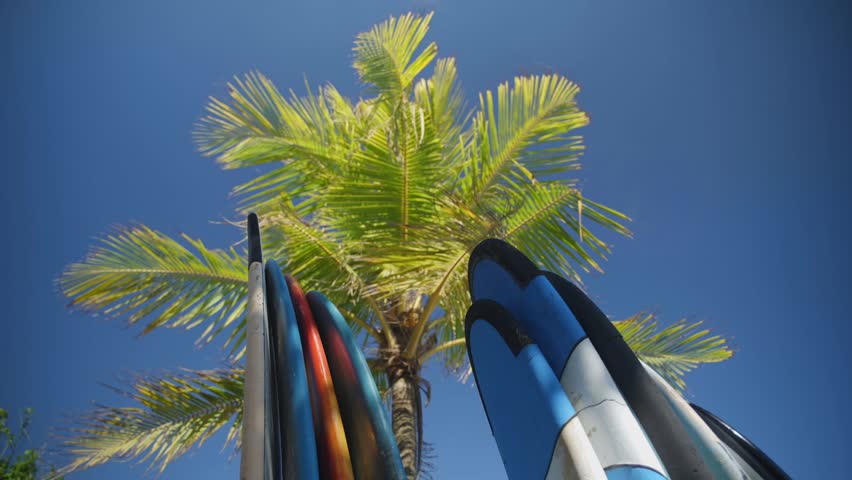Atmospheric surfboards standing under tropical palm trees near the beach.