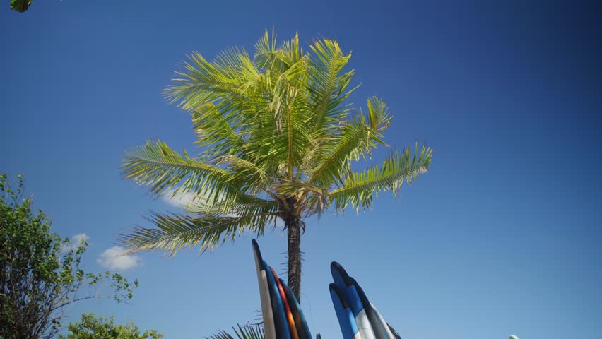 Atmospheric surfboards standing under tropical palm trees near the beach.