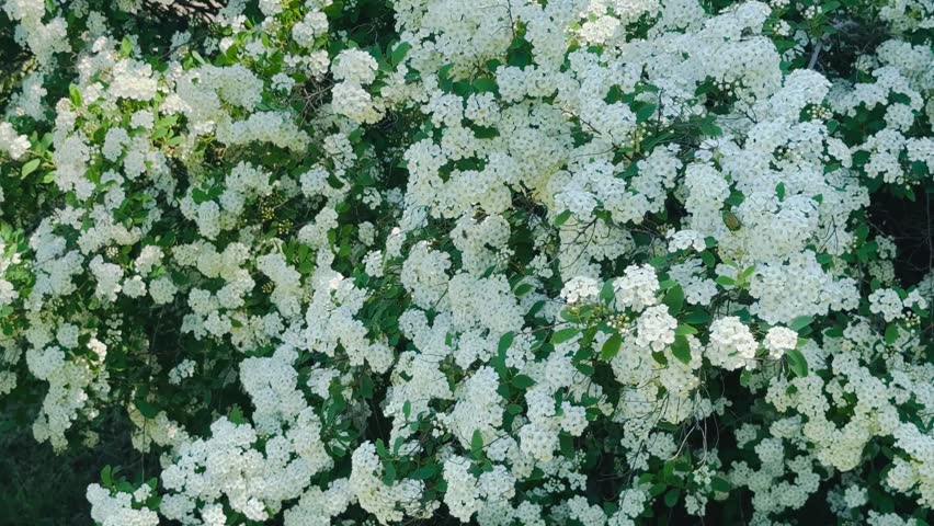 Moldova, Ribnica, May 16, 2026.
High-quality macro footage showing a metallic green beetle crawling on blooming white flowers in a spring garden.
 Author: Djundiet A.