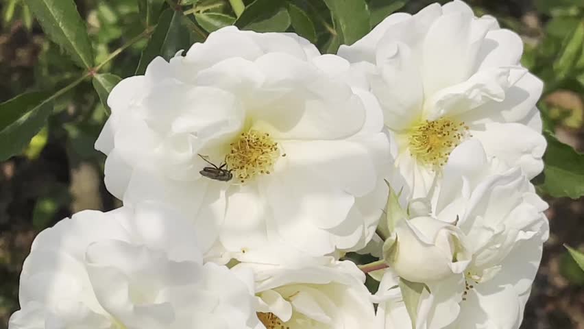 Close up of a small insect on beautiful blooming white roses in the garden.
