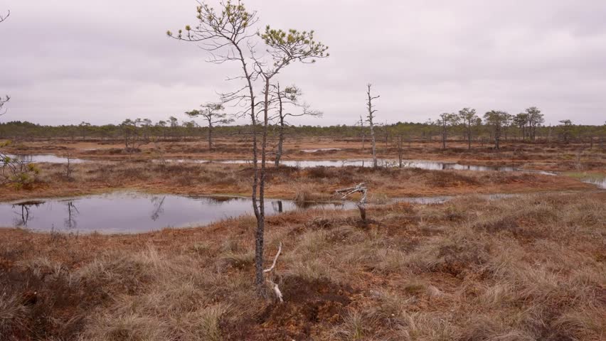 Scenic swamp landscape with water pools and dry trees under cloudy sky.