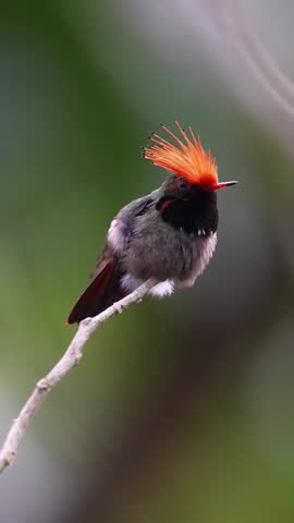 Fiery Crested Bird Perched on Branch