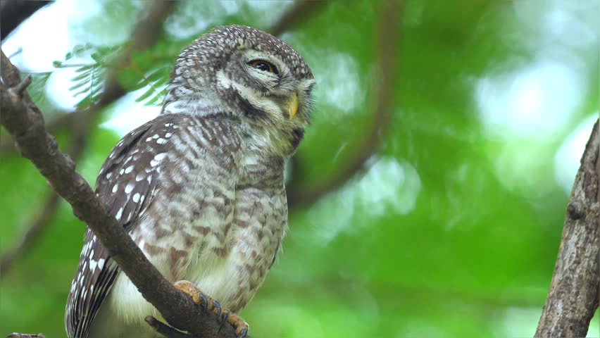 9Spotted Owlet (Athene brama) perched on tree branch in lush green forest during day. Close-up shot of bird looking at camera with blurred bokeh background. Slow motion.