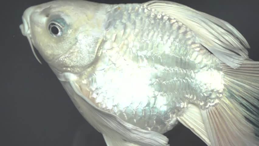 A goldfish swims in an aquarium, slow-motion fins. Slow motion