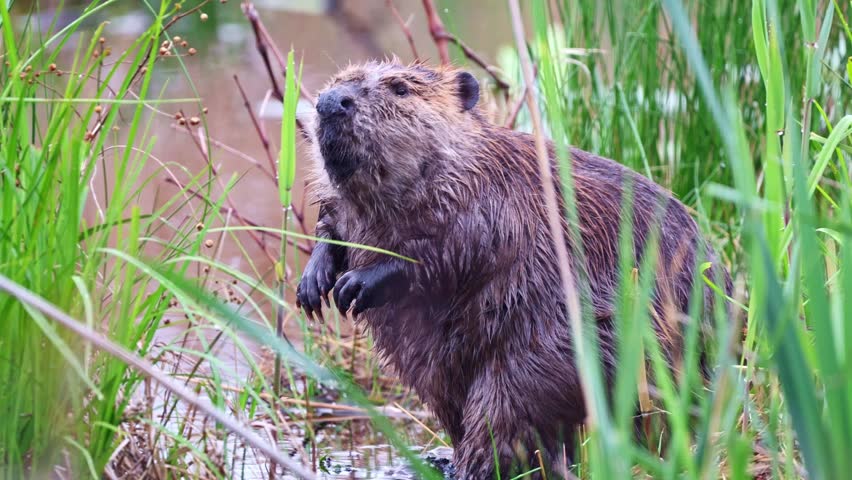 Close up portrait of a beaver grooming itself in a natural wild environment