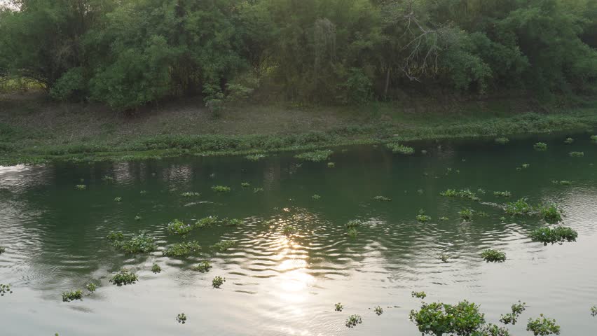 Serene River Landscape with Floating Vegetation and Sunset Reflections