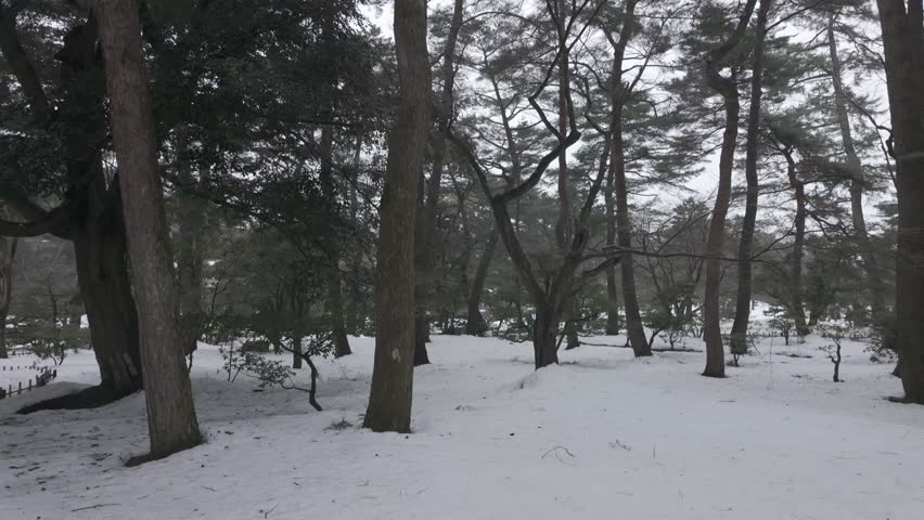 Moving through a snow-covered grove in Japan.