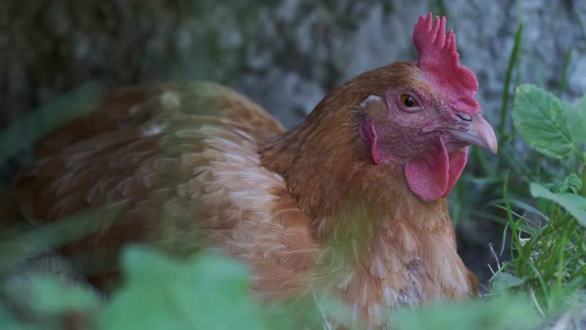 Brown hen closing eyes and sleeping in the shade 