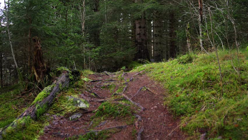 Hiking Along Narrow Forest Trail in Nordic Wilderness