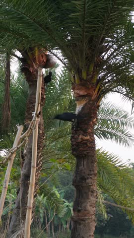 Palm Trees with Birds in Tropical Setting