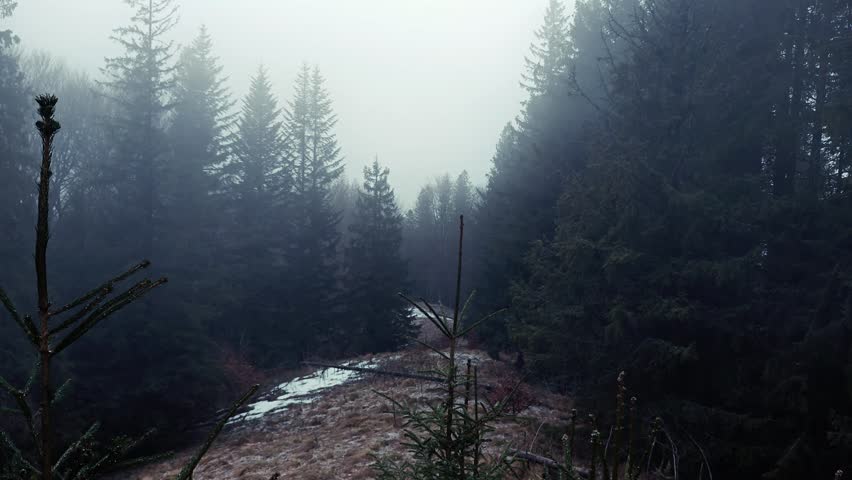 Misty mountain forest with pine trees in dense morning fog.