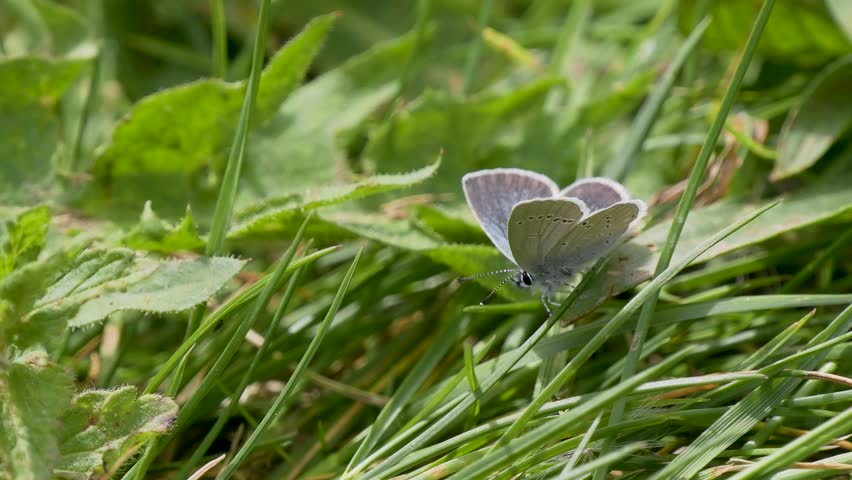 Male Small Blue Butterfly Roosting