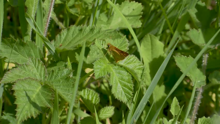 A Large Skipper Butterfly. Wings Open