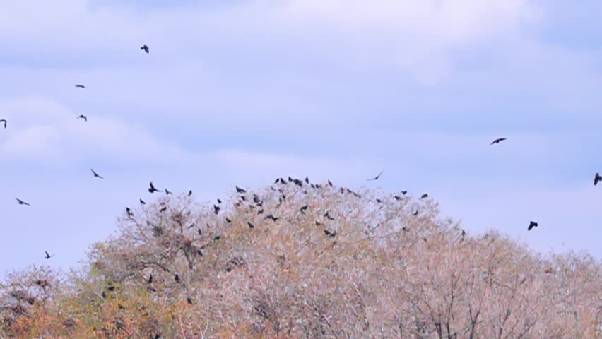 Arrival and nesting of birds in spring. A colony of Eurasian rook (Corvus frugilegus) in a bare trees. Birds build several massive branch nests. Elm grove in the Kazakh steppe. Slow motion