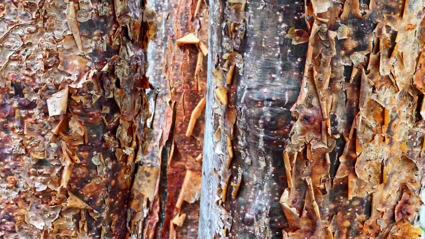 Macro Texture of Peeling Red Bark from a Tropical Chaca Tree