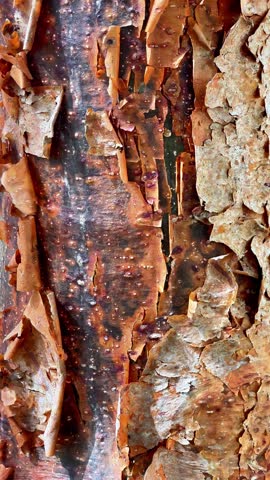 Macro Texture of Peeling Red Bark from a Tropical Chaca Tree