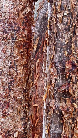Macro Texture of Peeling Red Bark from a Tropical Chaca Tree