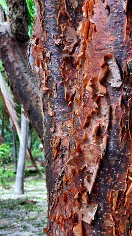 Macro Texture of Peeling Red Bark from a Tropical Chaca Tree
