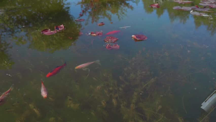 Colorful koi fish swimming in a pond with green algae.