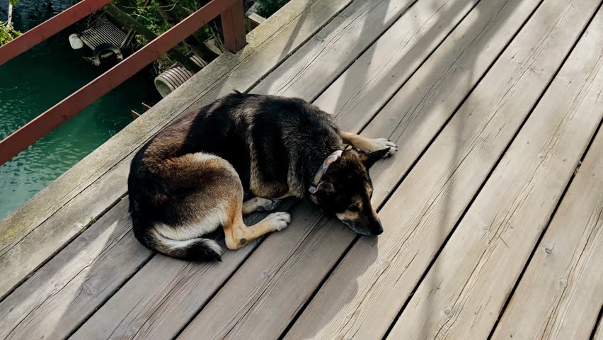 A street dog lies on a wooden bridge and looks at the camera. The dog has sad eyes