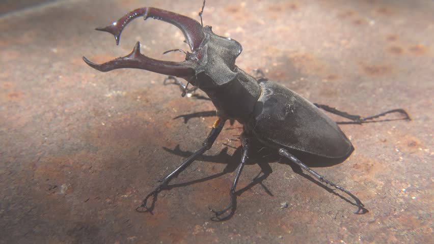 Dominance Fight Between Two Large Lucanus Cervus Beetles