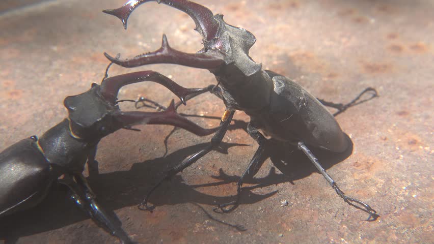 Dominance Fight Between Two Large Lucanus Cervus Beetles