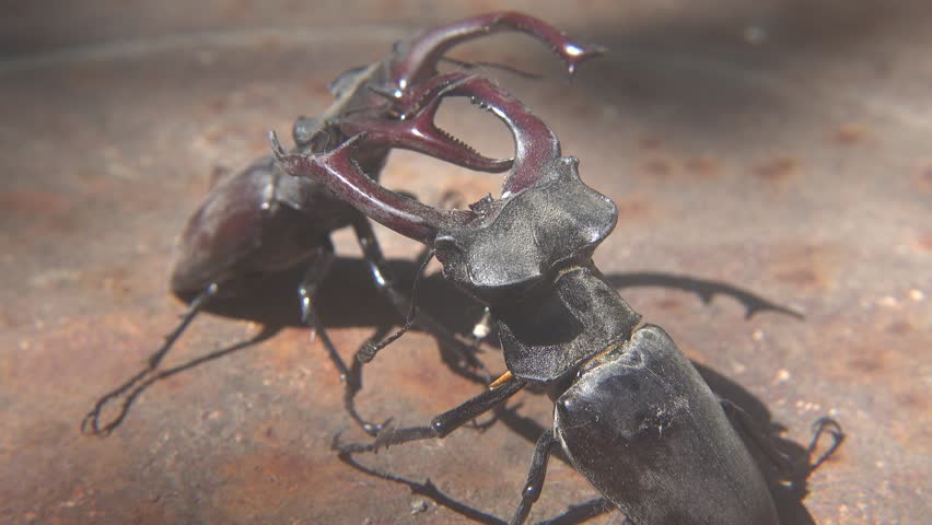 Dominance Fight Between Two Large Lucanus Cervus Beetles