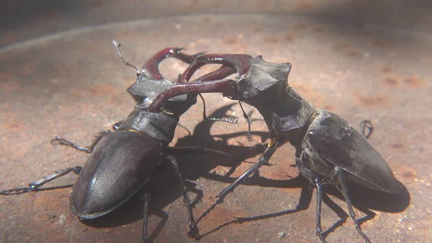 Dominance Fight Between Two Large Lucanus Cervus Beetles