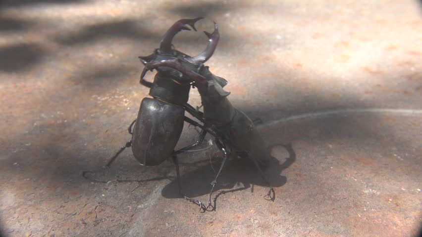Dominance Fight Between Two Large Lucanus Cervus Beetles