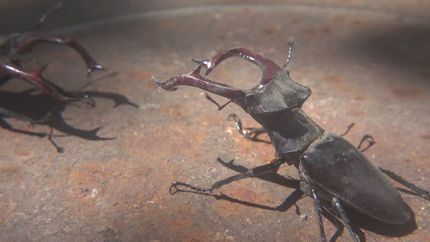 Dominance Fight Between Two Large Lucanus Cervus Beetles