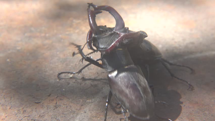 Dominance Fight Between Two Large Lucanus Cervus Beetles