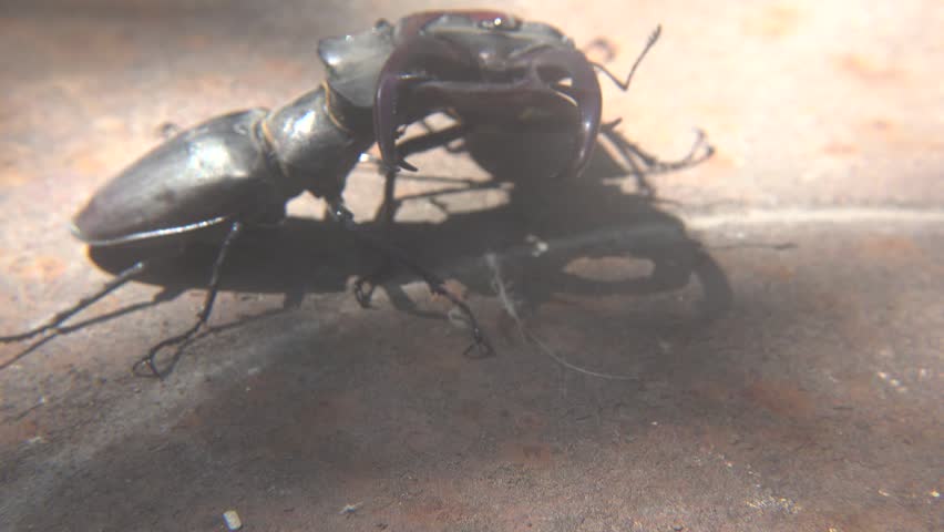 Dominance Fight Between Two Large Lucanus Cervus Beetles