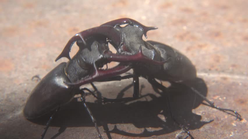 Dominance Fight Between Two Large Lucanus Cervus Beetles