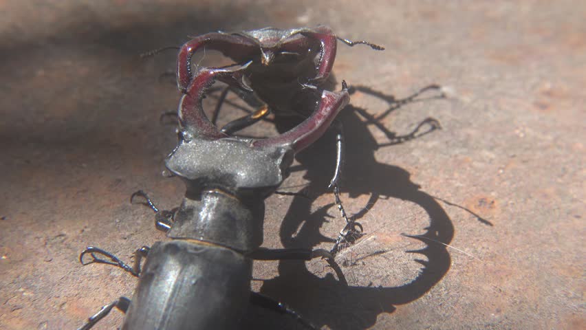Dominance Fight Between Two Large Lucanus Cervus Beetles
