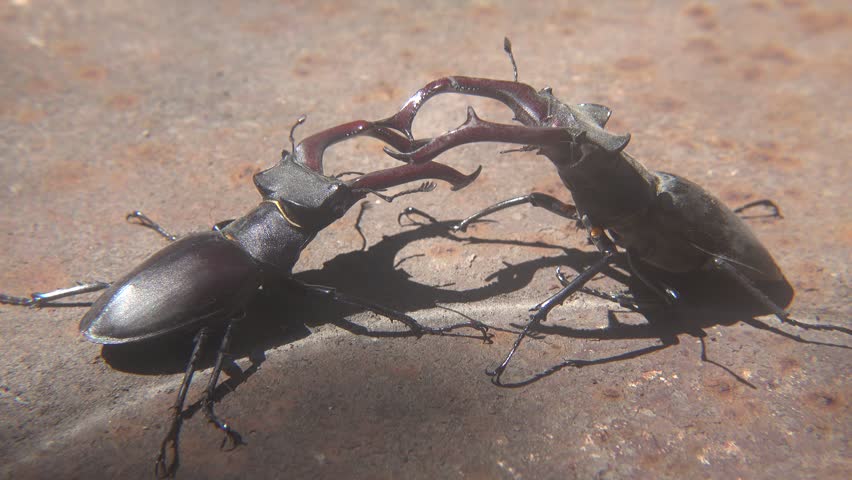 Dominance Fight Between Two Large Lucanus Cervus Beetles